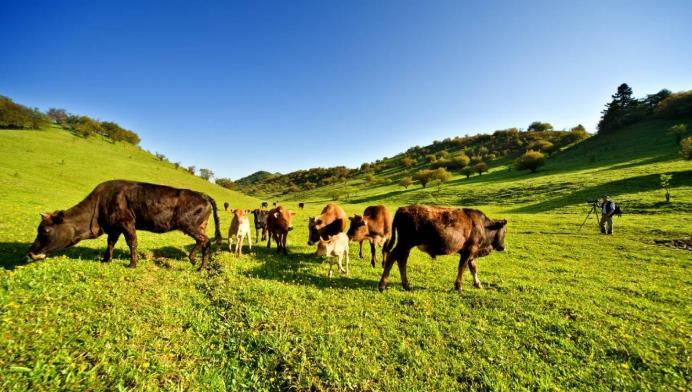 【熱點聚焦】從布病看空間消毒滅菌的重要性