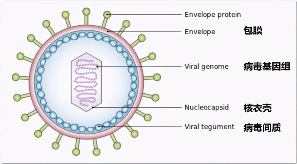 消毒劑是如何消毒的？各類消毒劑消毒作用機理詳解