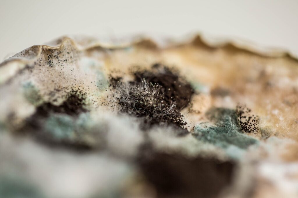 制藥車間霉菌如何能徹底消滅？GMP車間頑固菌滅殺方案