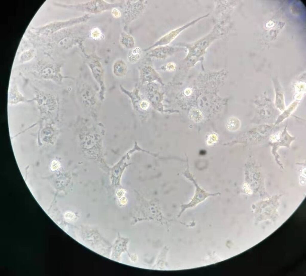 杭州美卓生物科技有限公司 | 實(shí)驗(yàn)室消毒滅菌常用方法有哪些？各類方法的原理與優(yōu)缺點(diǎn)介紹