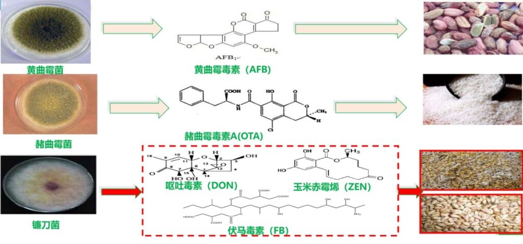 杭州美卓生物科技有限公司 | 食品制藥廠霉菌污染怎么處理？美卓食品級霉菌污染控制解決方案