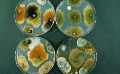 微生物實驗室中的污染：來源、影響與控制策略